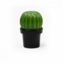     Tasty Cactus Qualy  / 