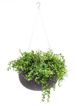 ����� 28 �� Cozies S � ���������, ������ .