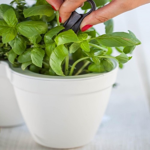    Ivy Herbs