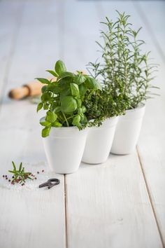    Ivy Herbs