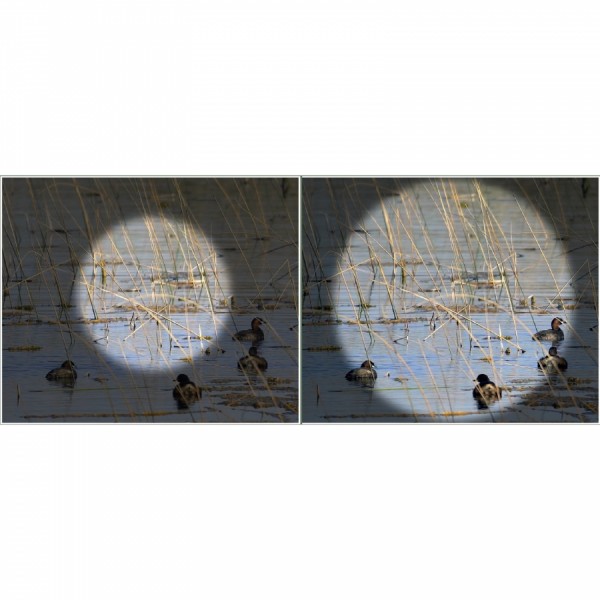 Бинокль Kowa BD II 8x32 XD Бинокль Kowa BD II 8x32 XD