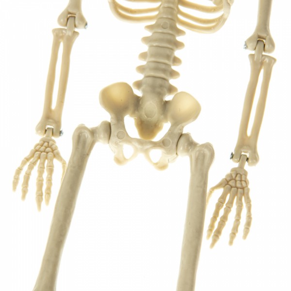 Декор на Хелловін Скелет 165 см Декор на Хелловін Скелет 165 см