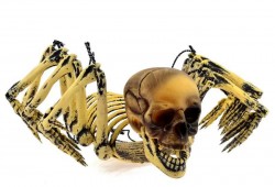      Spider Skeleton