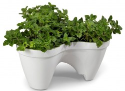 Горщик для квітів IVY Planter Горщик для квітів IVY Planter