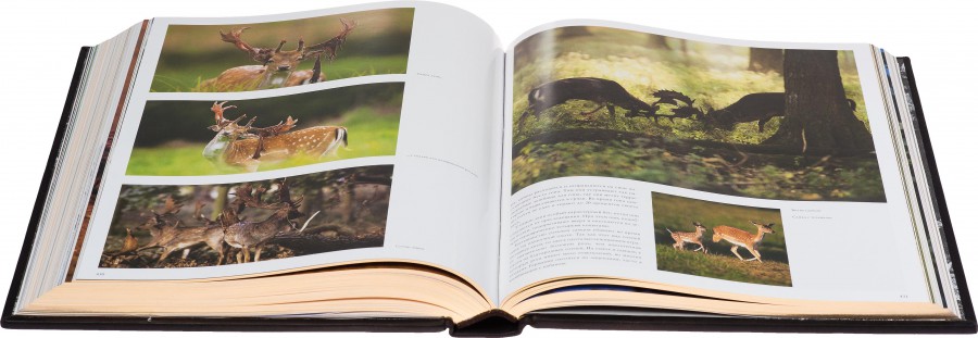 книга " Полювання " книга " Полювання "