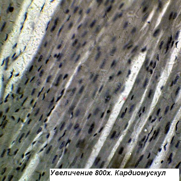 Мікроскоп Optika B-193 40x-1600x Trino Мікроскоп Optika B-193 40x-1600x Trino