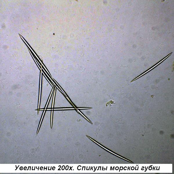 Мікроскоп Optika B-193 40x-1600x Trino Мікроскоп Optika B-193 40x-1600x Trino